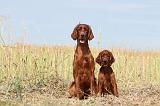 SETTER IRLANDAIS 032